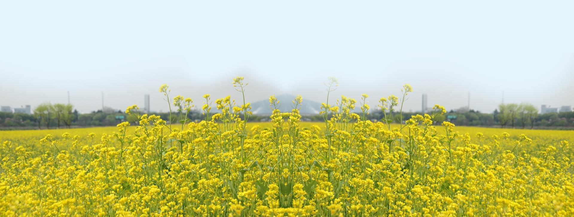 Image here